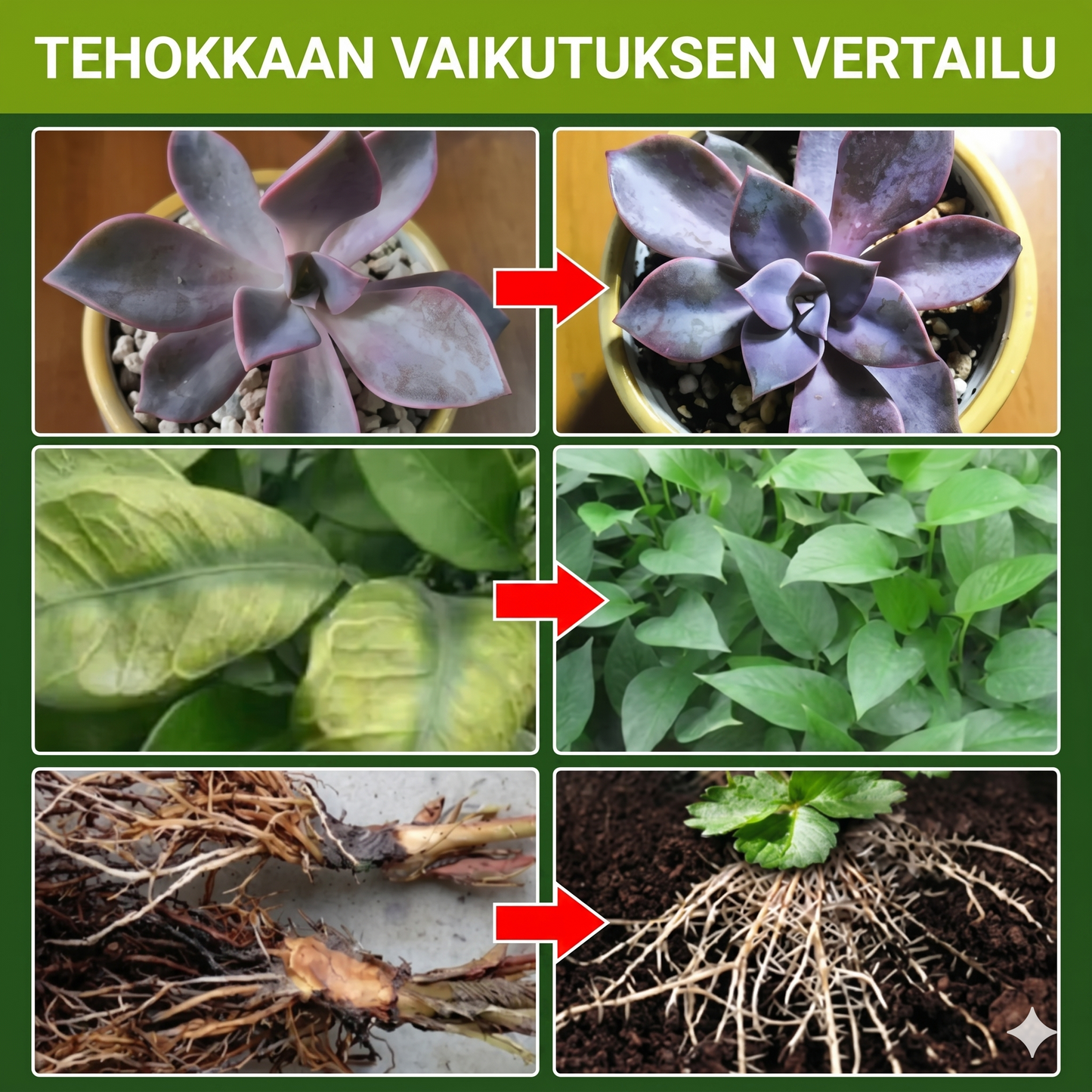 Kasviravinneliuos